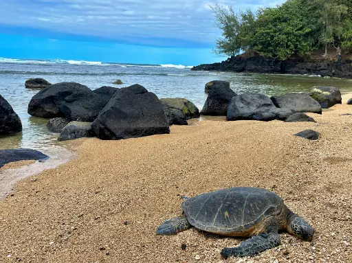 a turtle lying on the shore of an island 