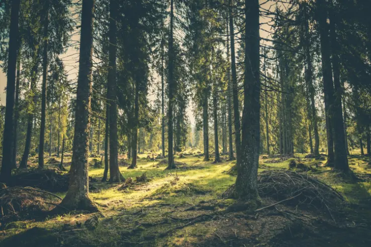 Forest in Borneo